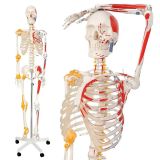 Jago Anatómiai csontváz izmokkal inakkal és poszterrel