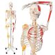 Jago Anatómiai csontváz izmokkal inakkal és poszterrel