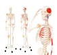 Jago Anatómiai csontváz izmokkal inakkal és poszterrel
