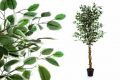 Műnövény - Fikusz 150 cm