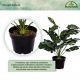 PLANTASIA Műnövény Monstera 60 cm fekete