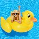 Strandmatrac felfújható MAXI Duck 190 x 160 x 110 cm
