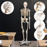 JAGO Emberi csontváz makett 181,5 cm